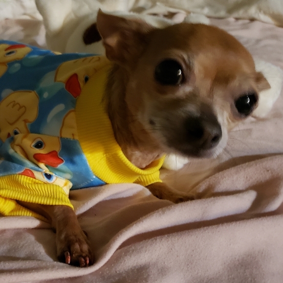 Meet your Posher, Holly - Picture 3 of 7